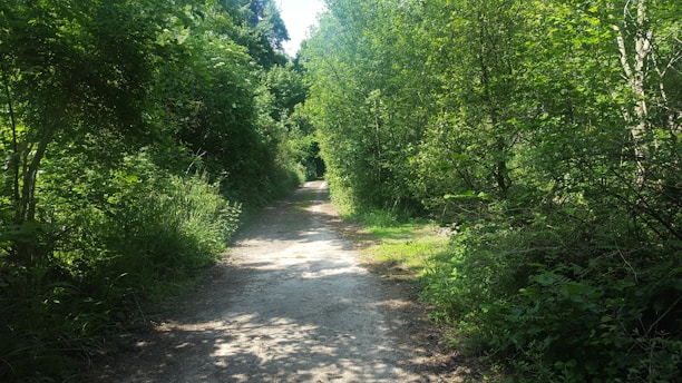 a dirt road in the middle of a forest