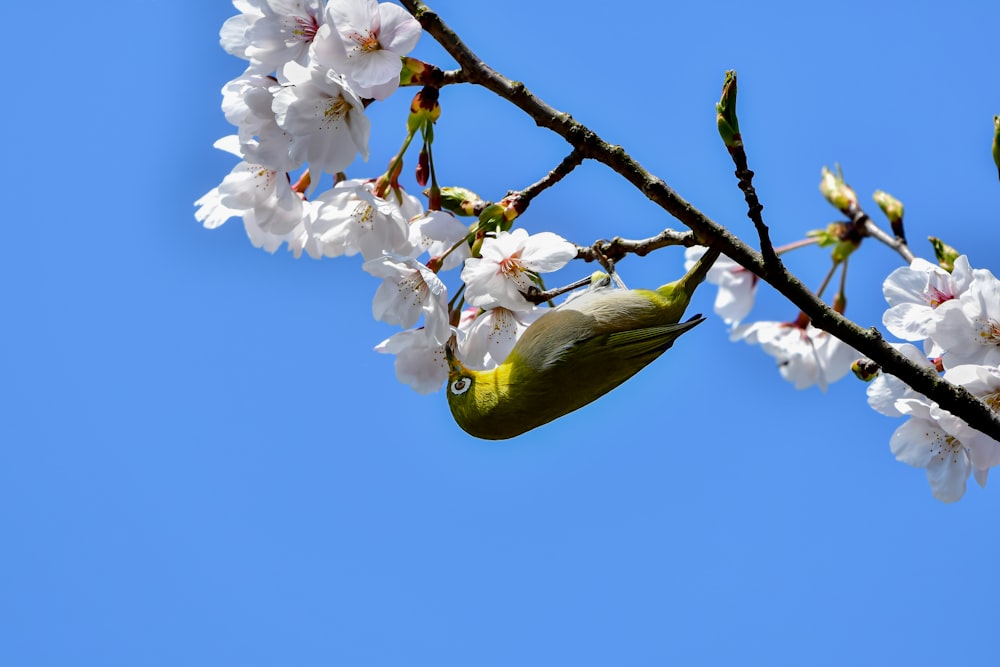 a bird sitting on a branch of a tree with white flowers