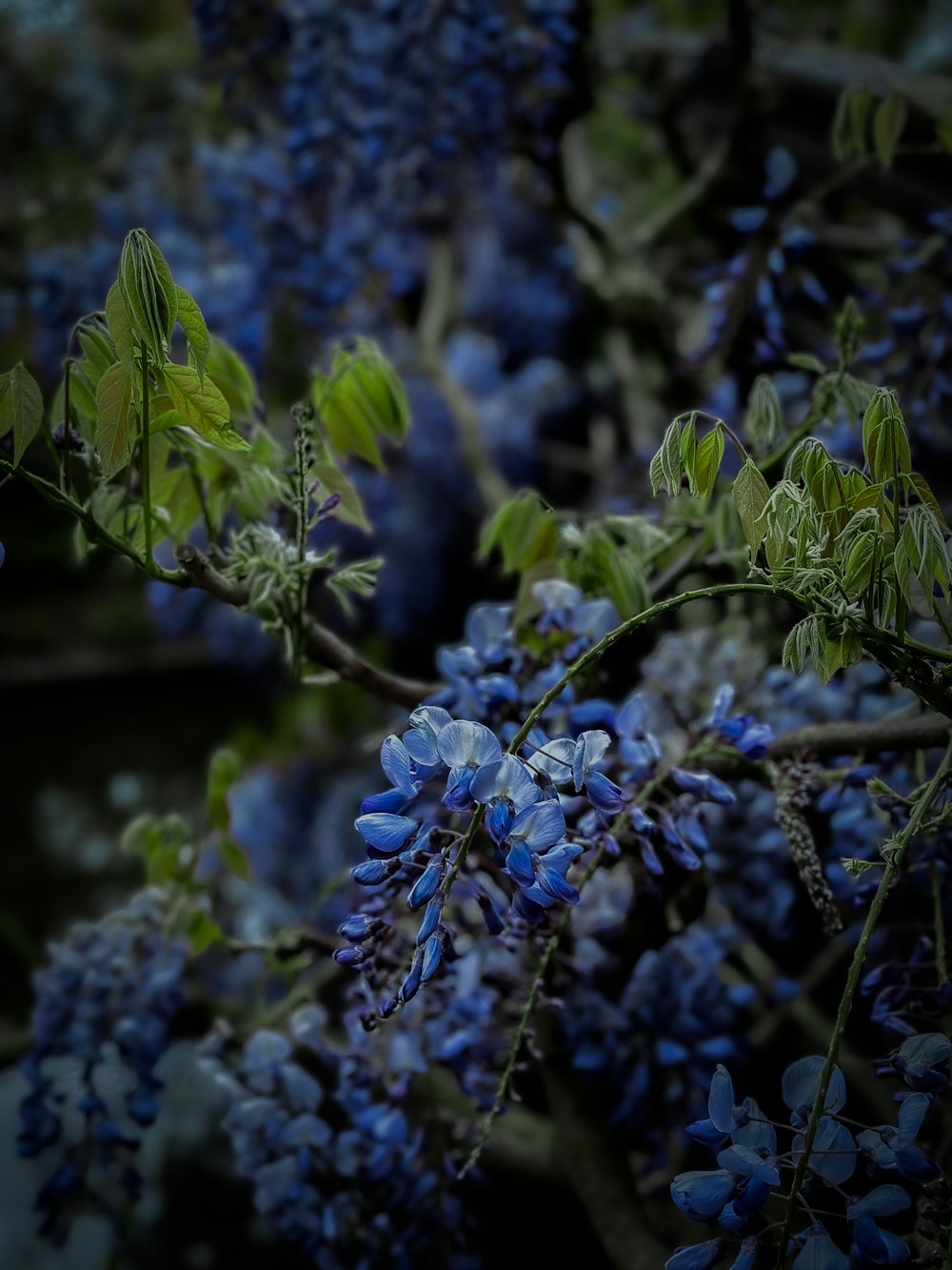 a bunch of blue flowers with green leaves