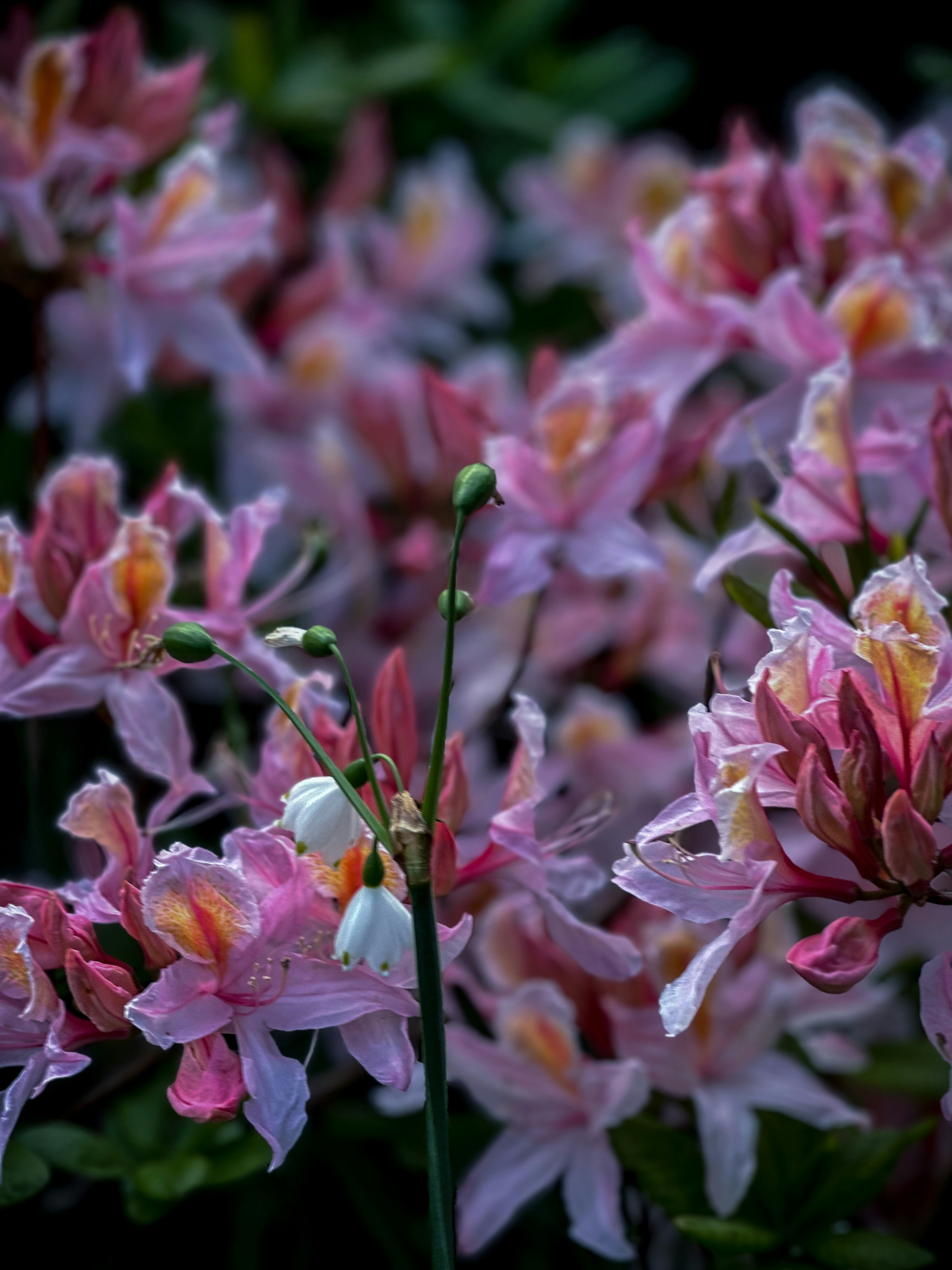 Photo by ravikiransunnam