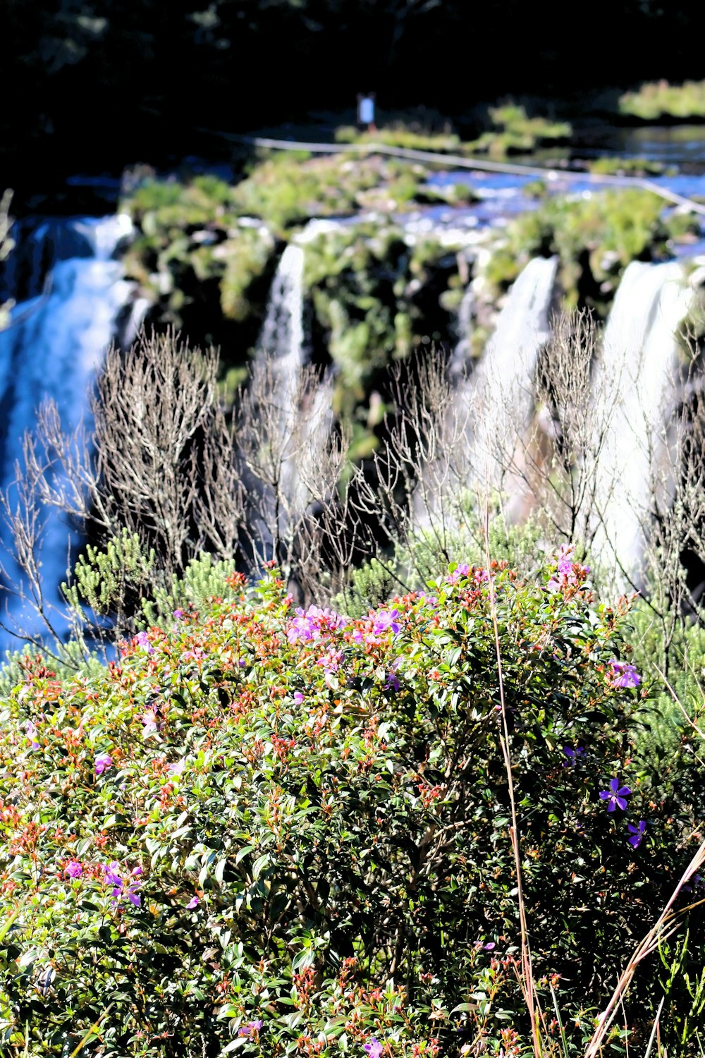 a bear is standing in front of a waterfall