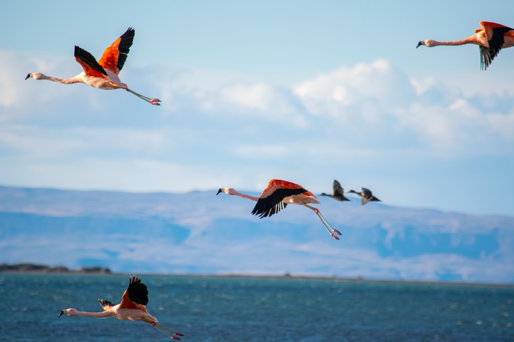 a flock of flamingos flying over a body of water
