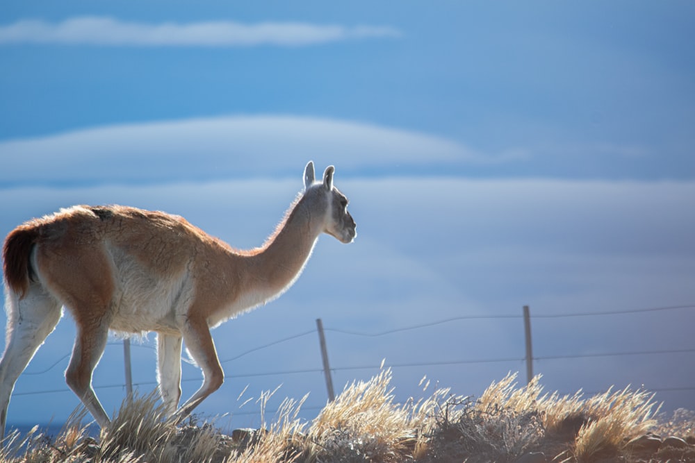 a llama walking on a dry grass field