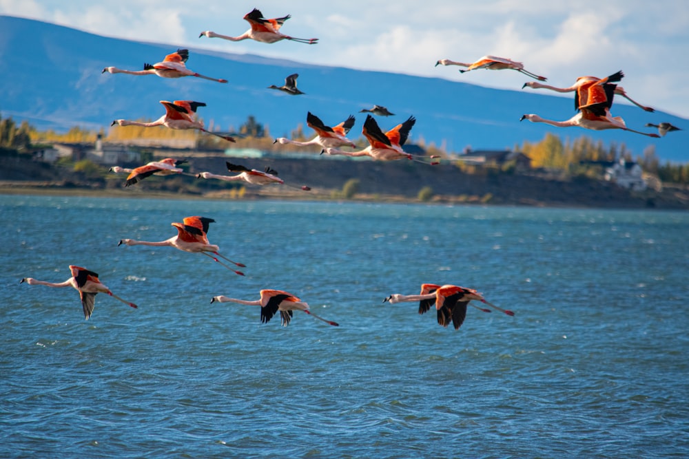 a flock of flamingos flying over a body of water