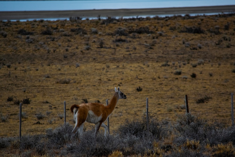 an animal that is standing in the grass