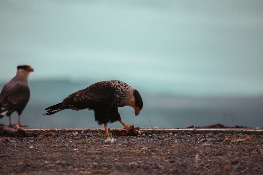 a couple of birds that are standing on the ground