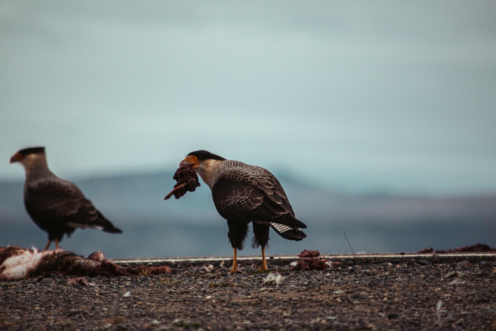 a couple of birds standing next to each other