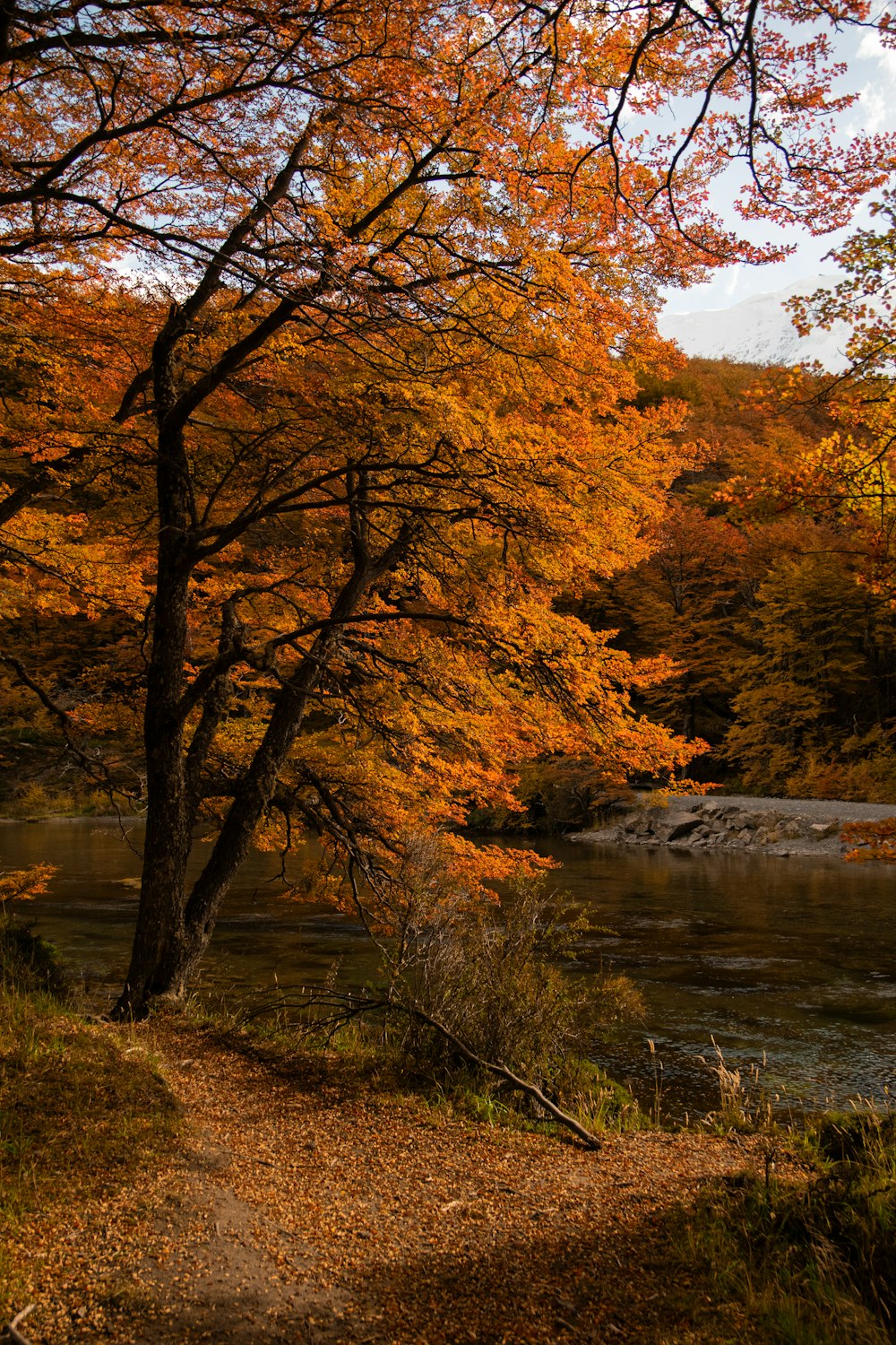 a path leading to a river surrounded by trees