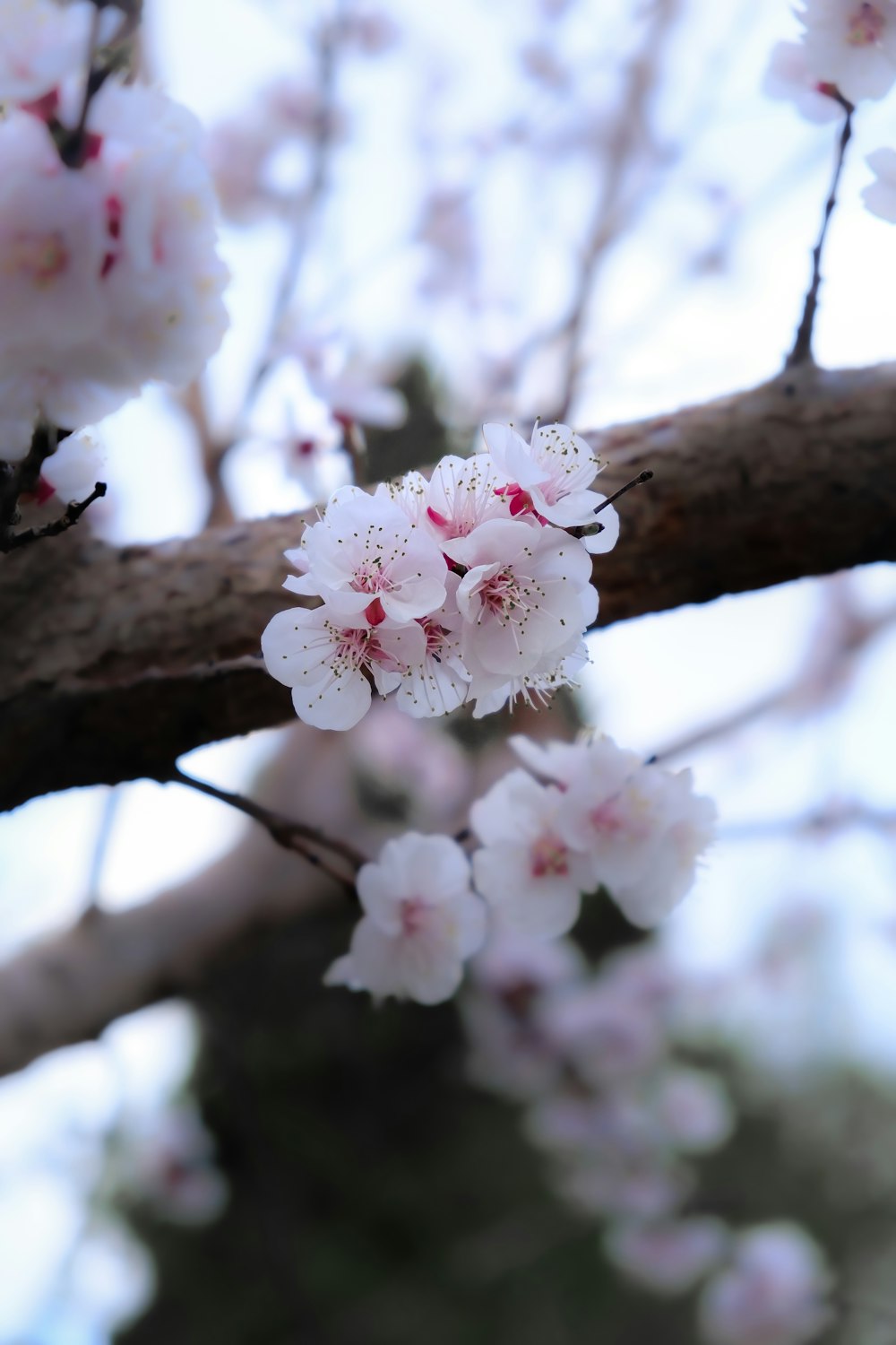 a close up of a branch with flowers on it