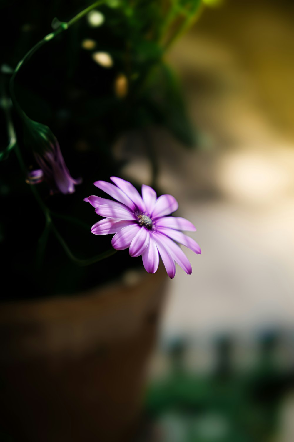 a close up of a purple flower in a pot