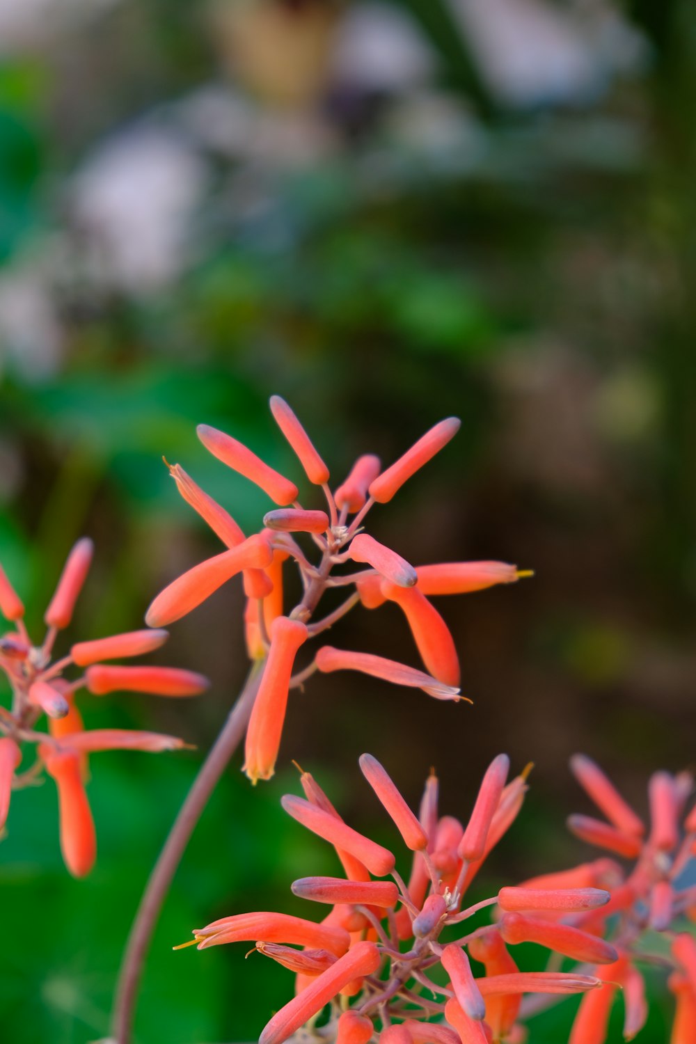 a close up of a bunch of orange flowers