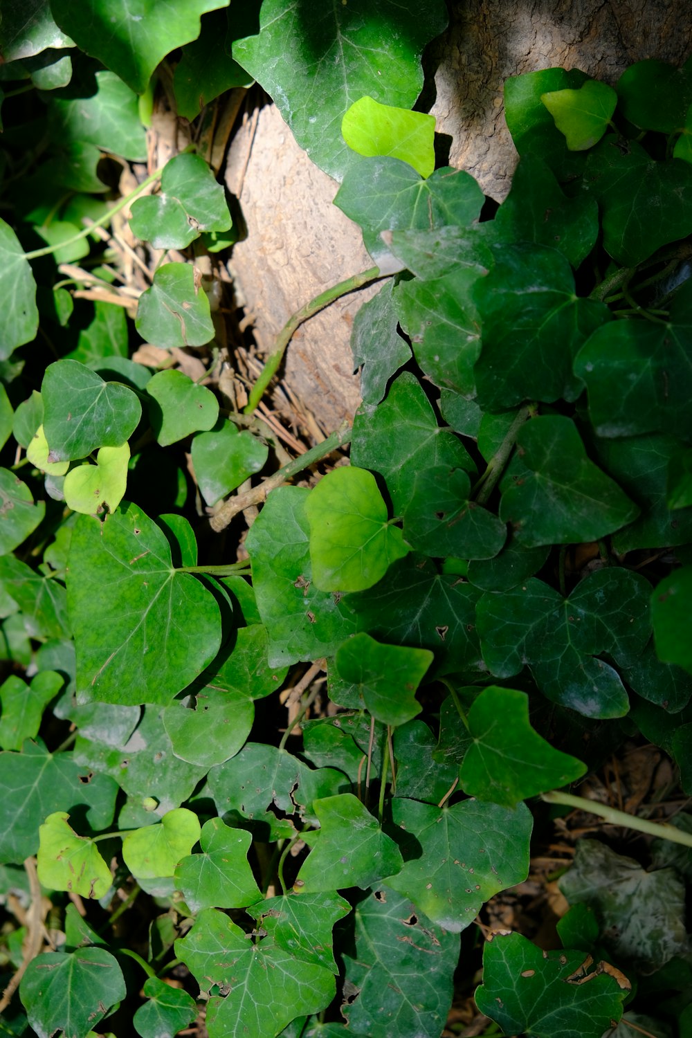 a close up of a plant with green leaves