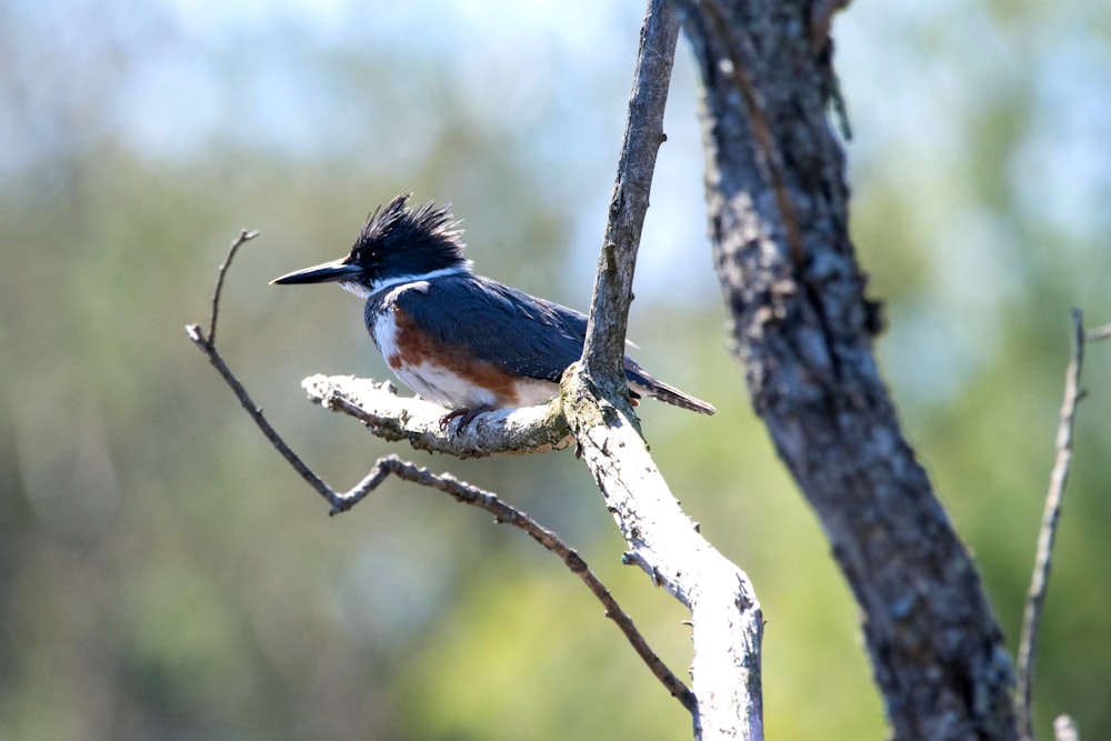 a bird sitting on a branch of a tree