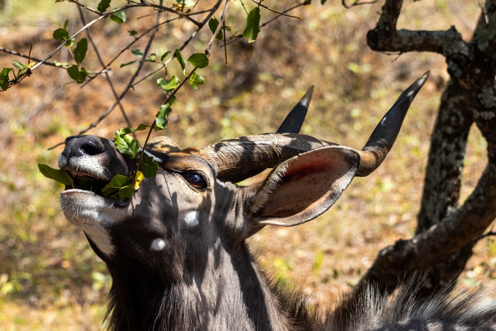 a close up of a goat eating leaves off of a tree