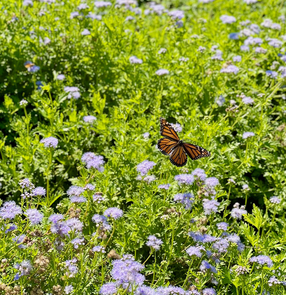 a butterfly flying over a field of blue flowers