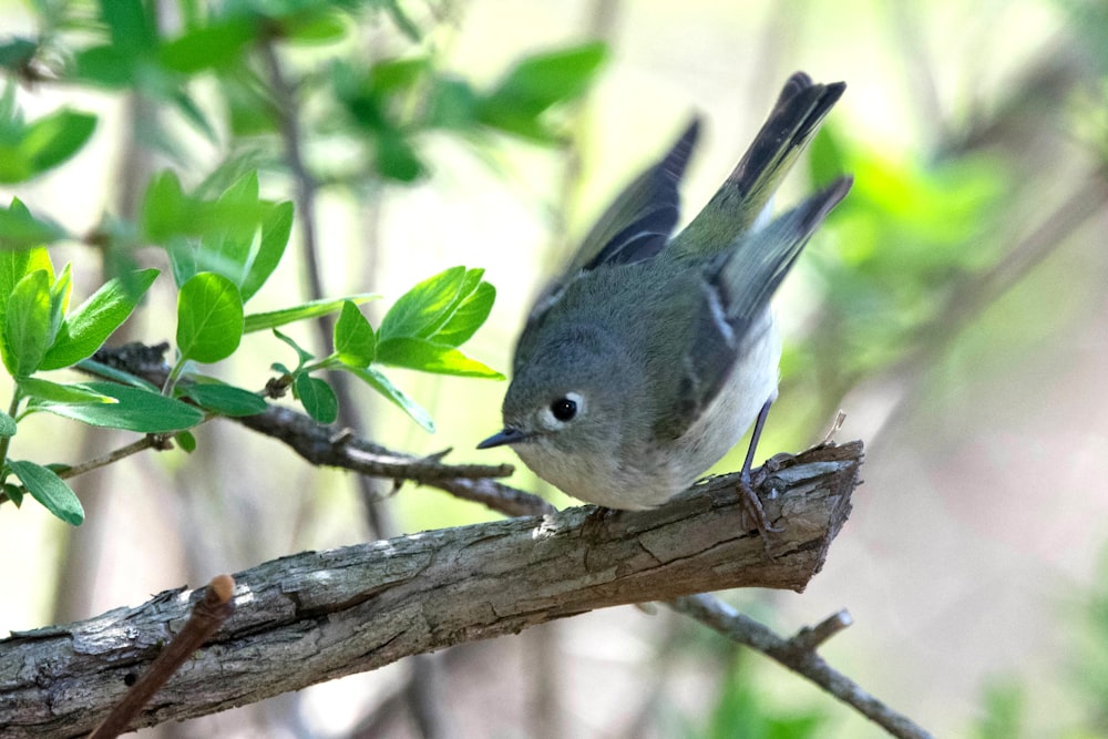 a small bird perched on a branch of a tree