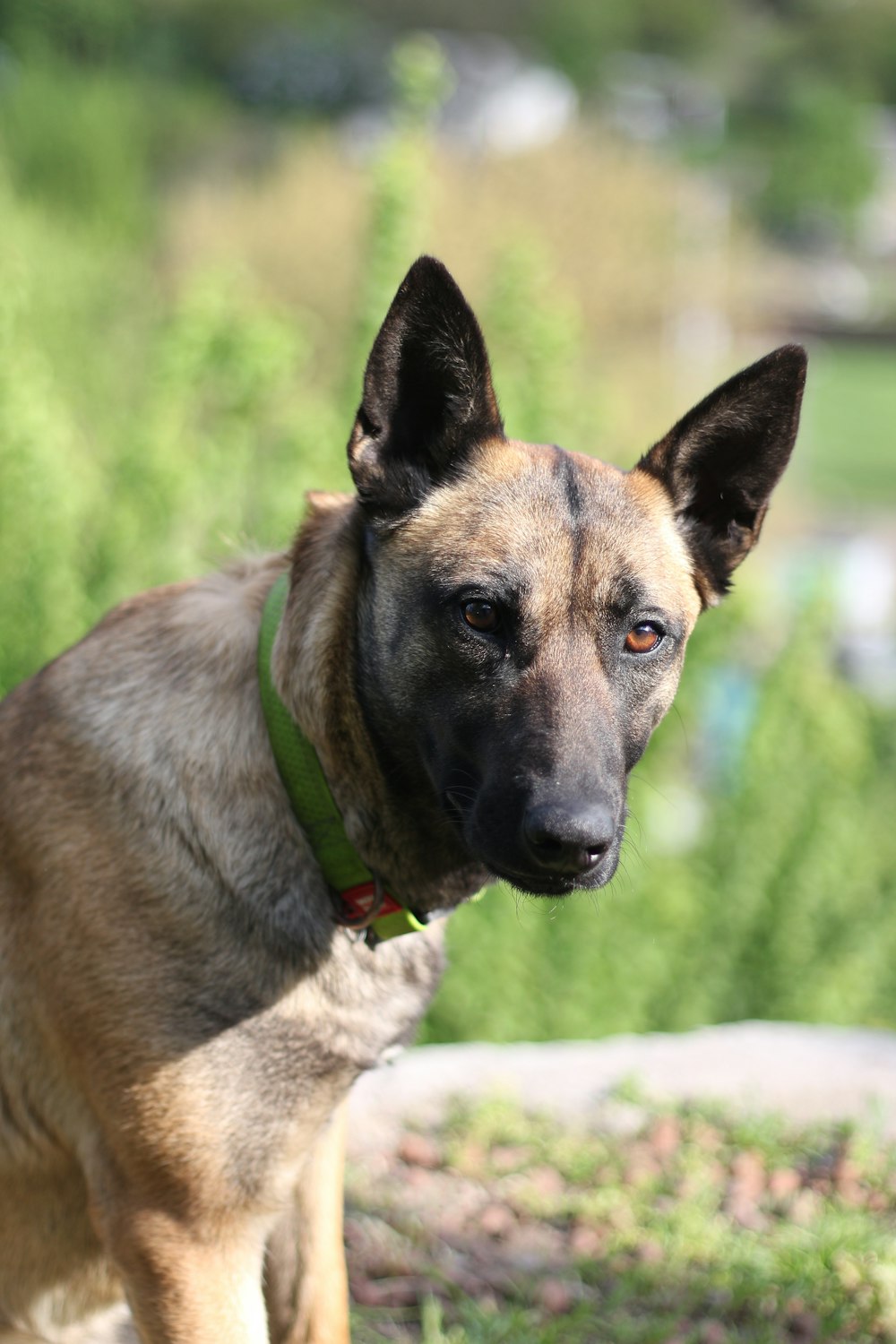 a dog standing in the grass looking at the camera