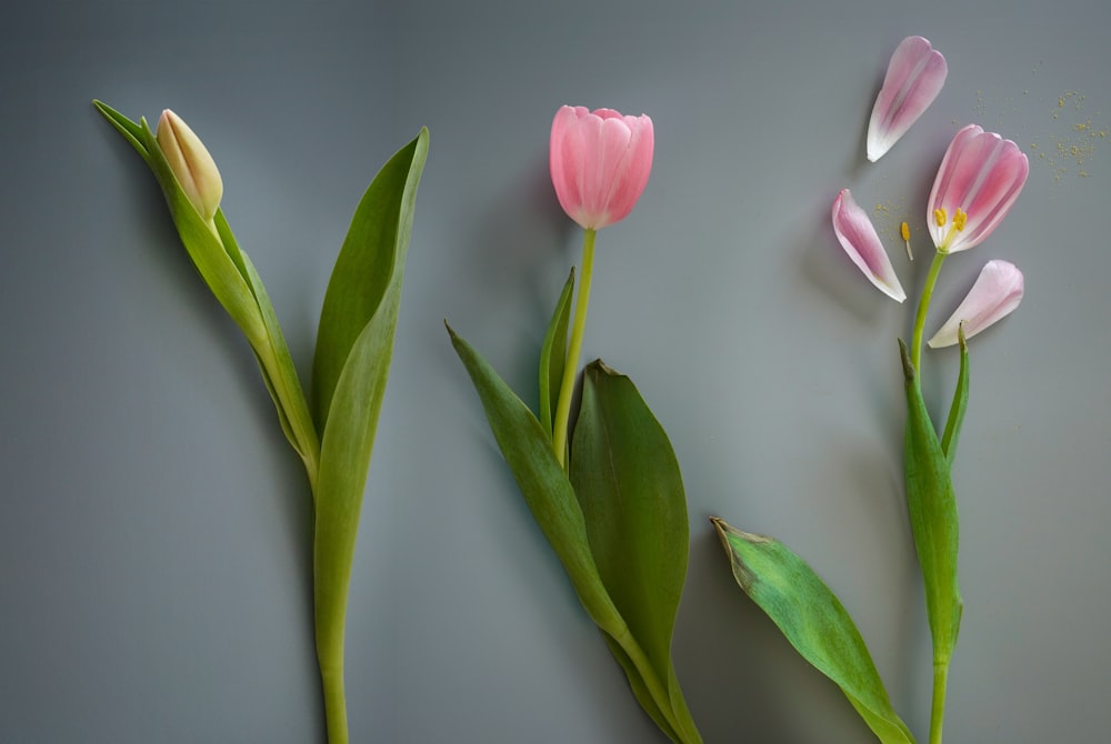 a group of three pink flowers sitting on top of a table