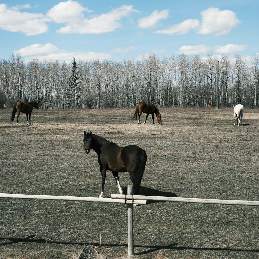 un grupo de caballos pastando en un campo