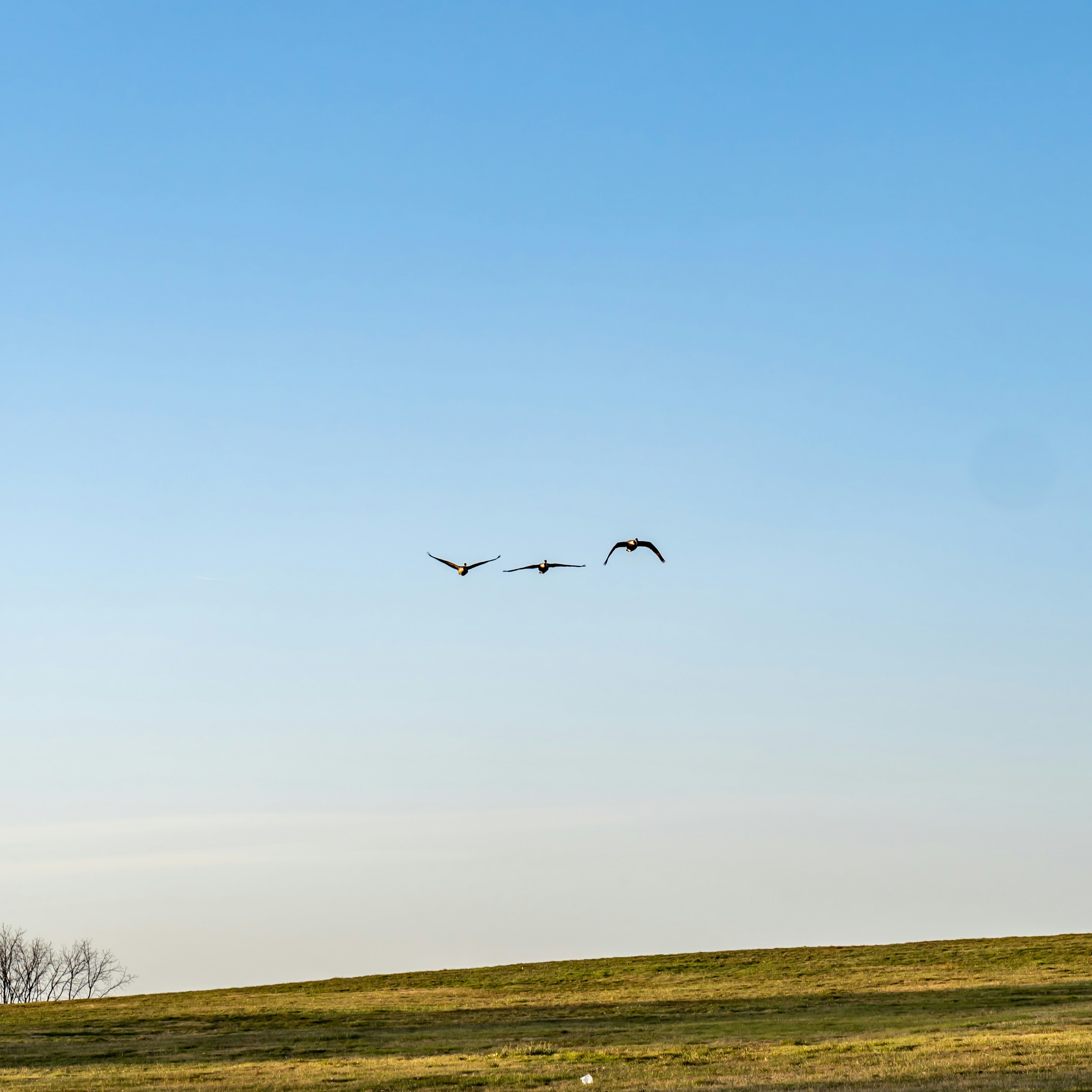 a couple of birds flying over a lush green field