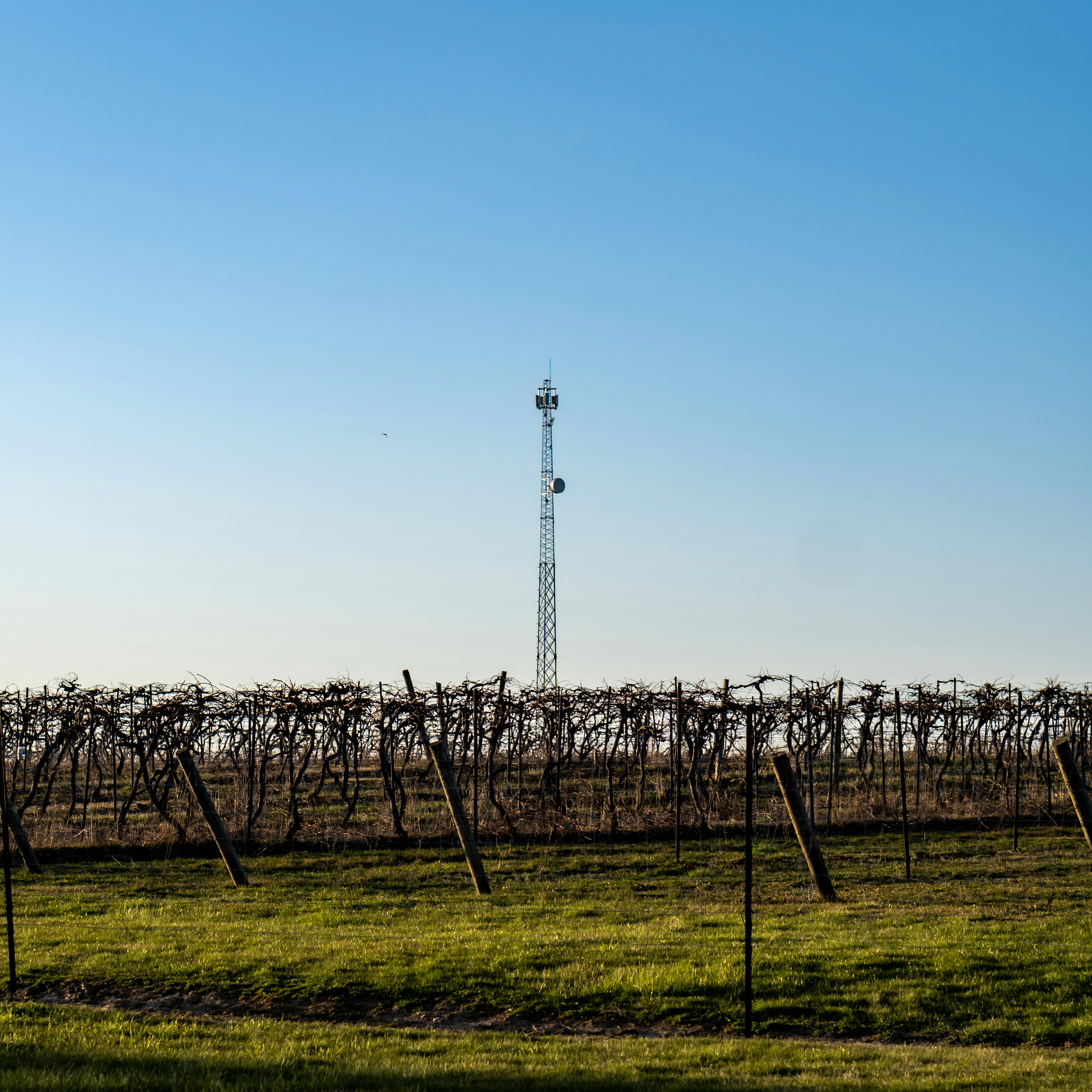 a field with a tower in the background