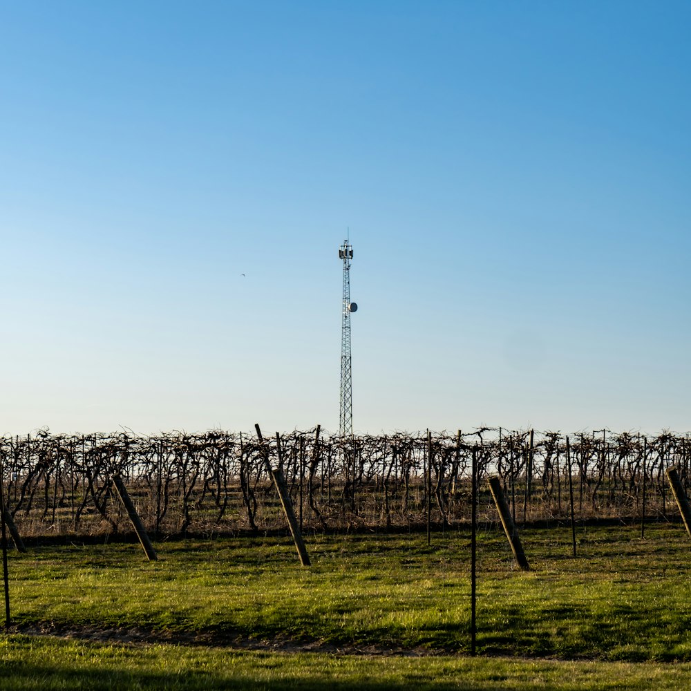 a field with a tower in the background