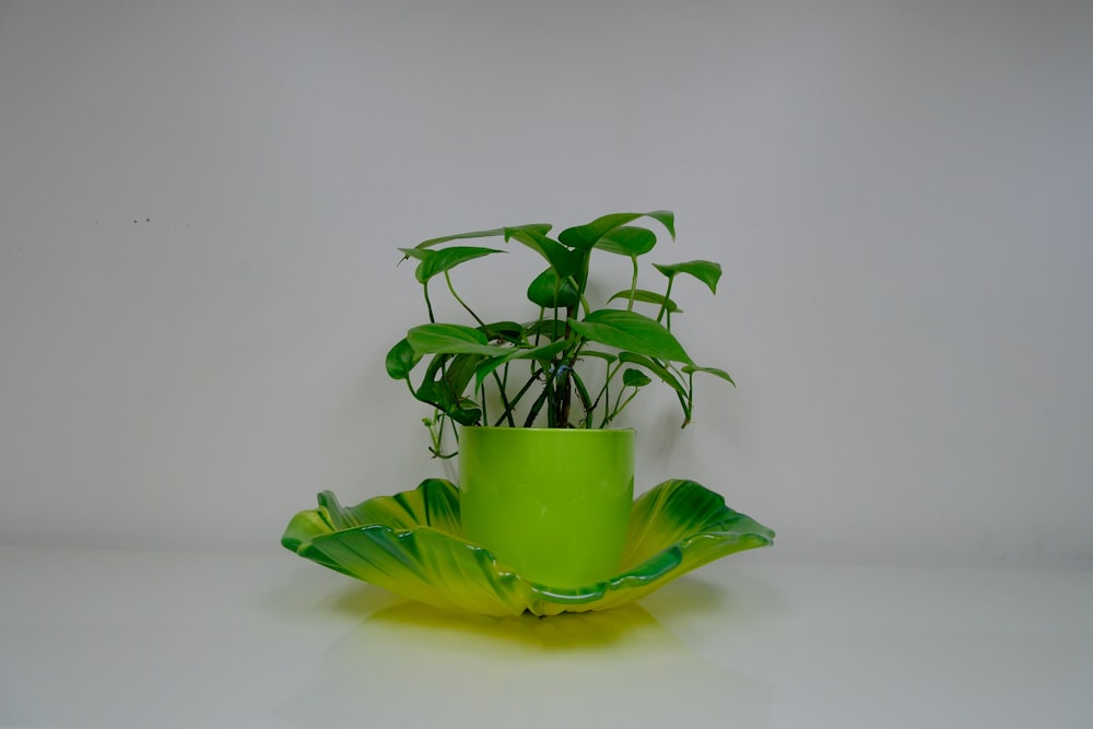 a green vase with a plant in it