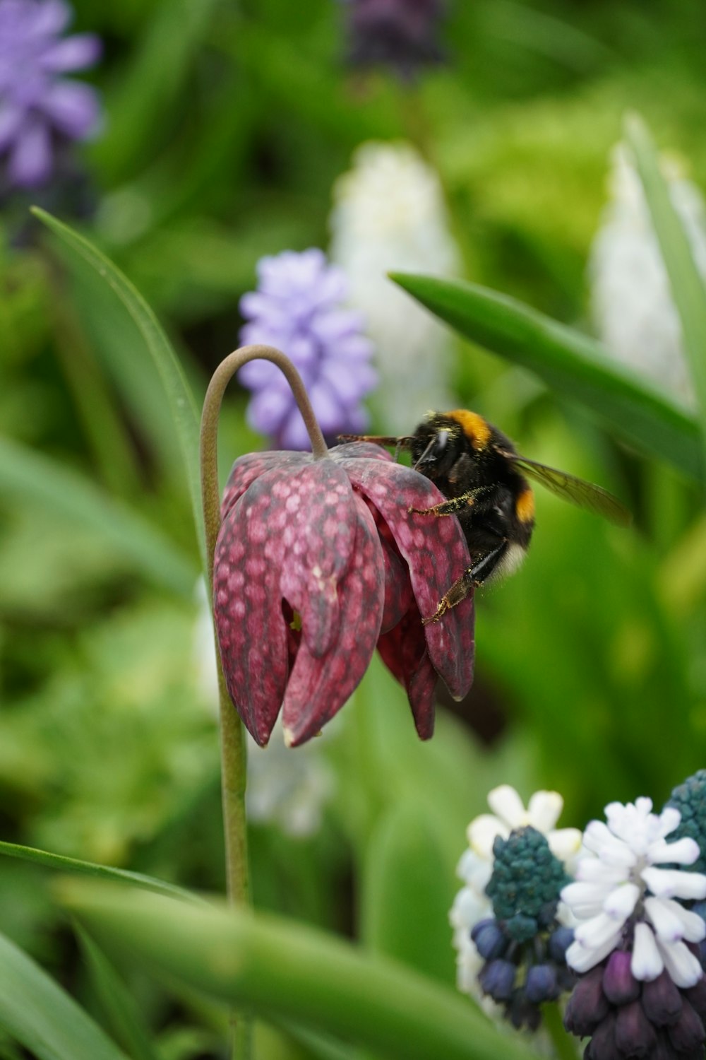 a bee sitting on top of a purple flower