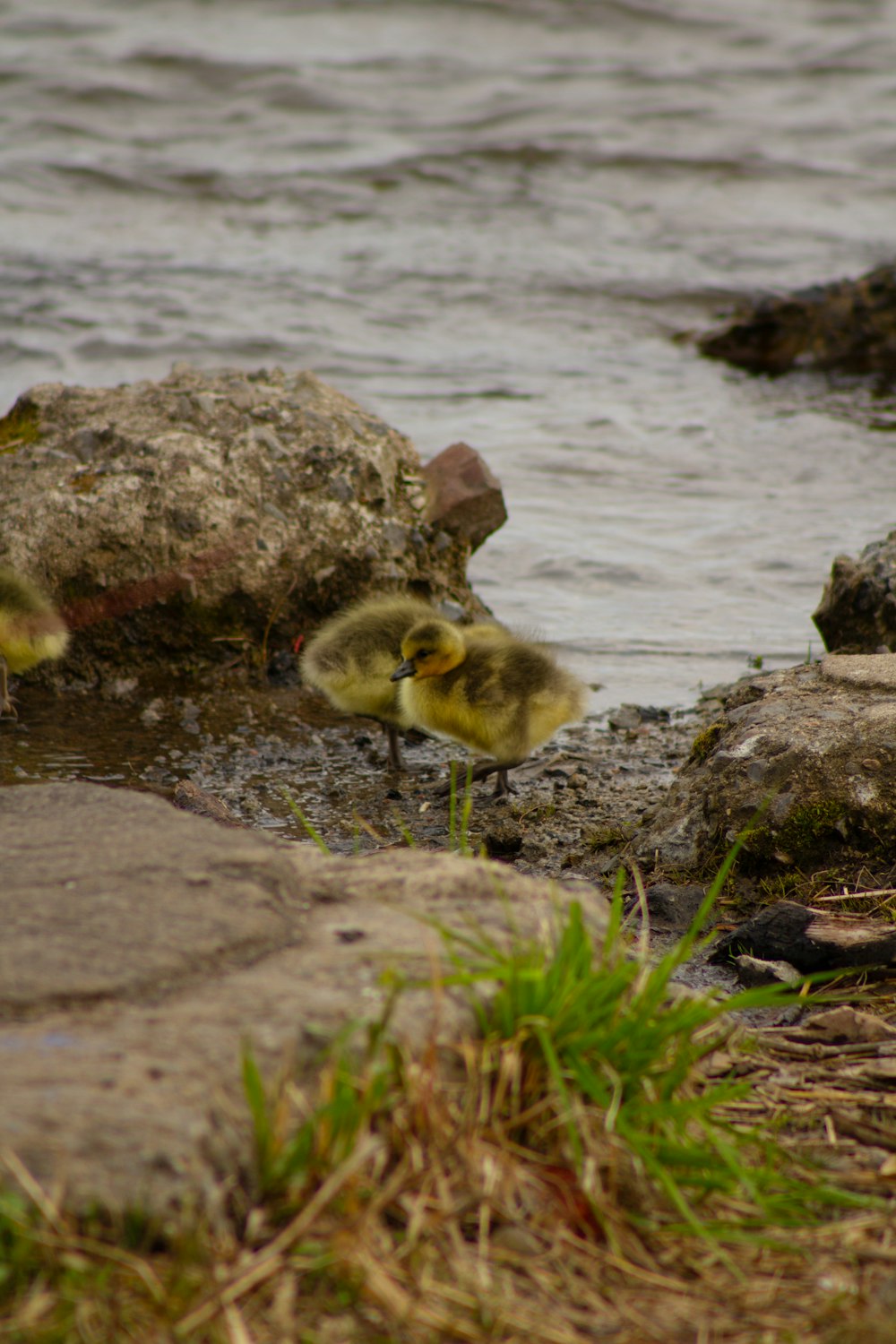 un paio di piccole anatre in piedi sopra uno specchio d'acqua