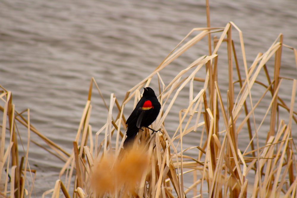 un uccello nero seduto in cima a un campo di erba secca