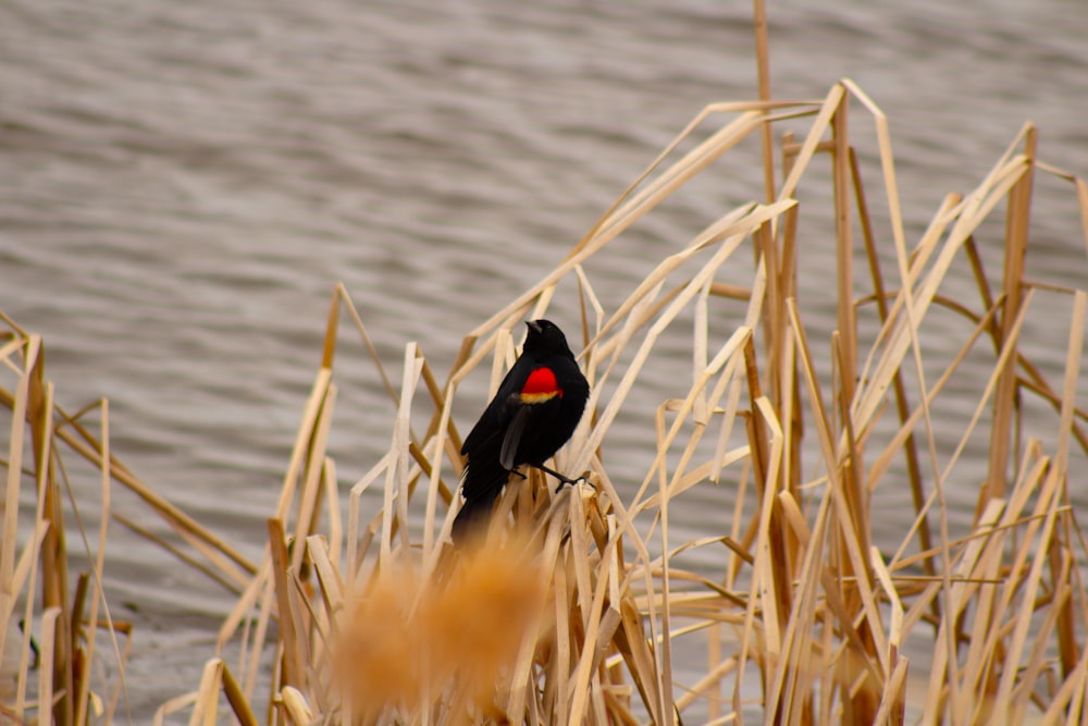 a black bird sitting on top of a dry grass field