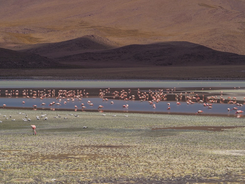 a large group of flamingos are standing in the water