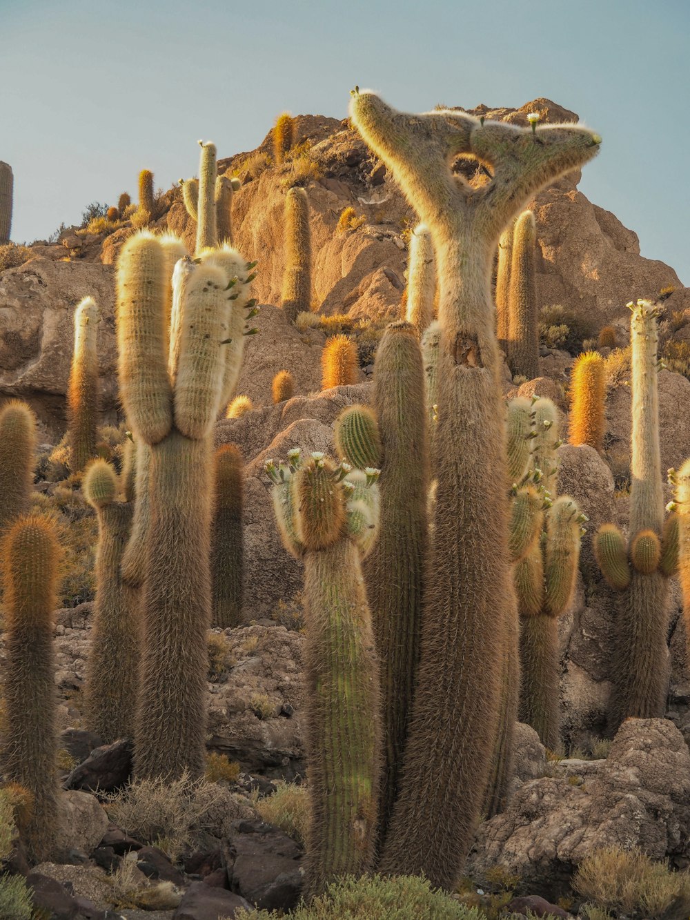 a large group of cactus plants in the desert