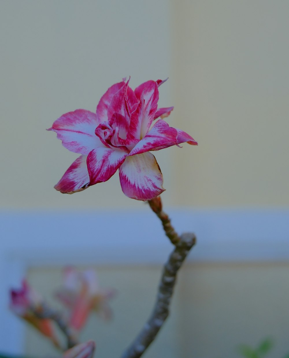 a pink and white flower on a tree branch