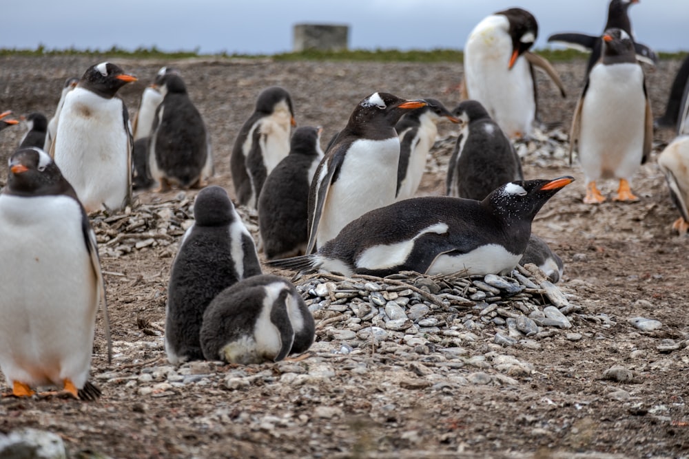 a group of penguins standing on top of a rocky field