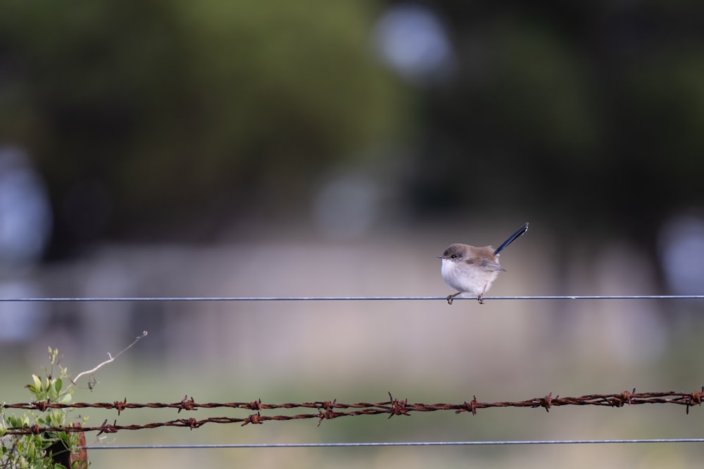 a small bird sitting on top of a barbed wire