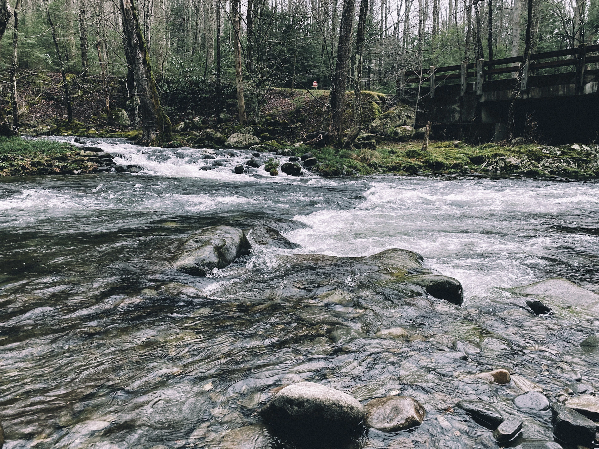 a river running through a forest filled with rocks