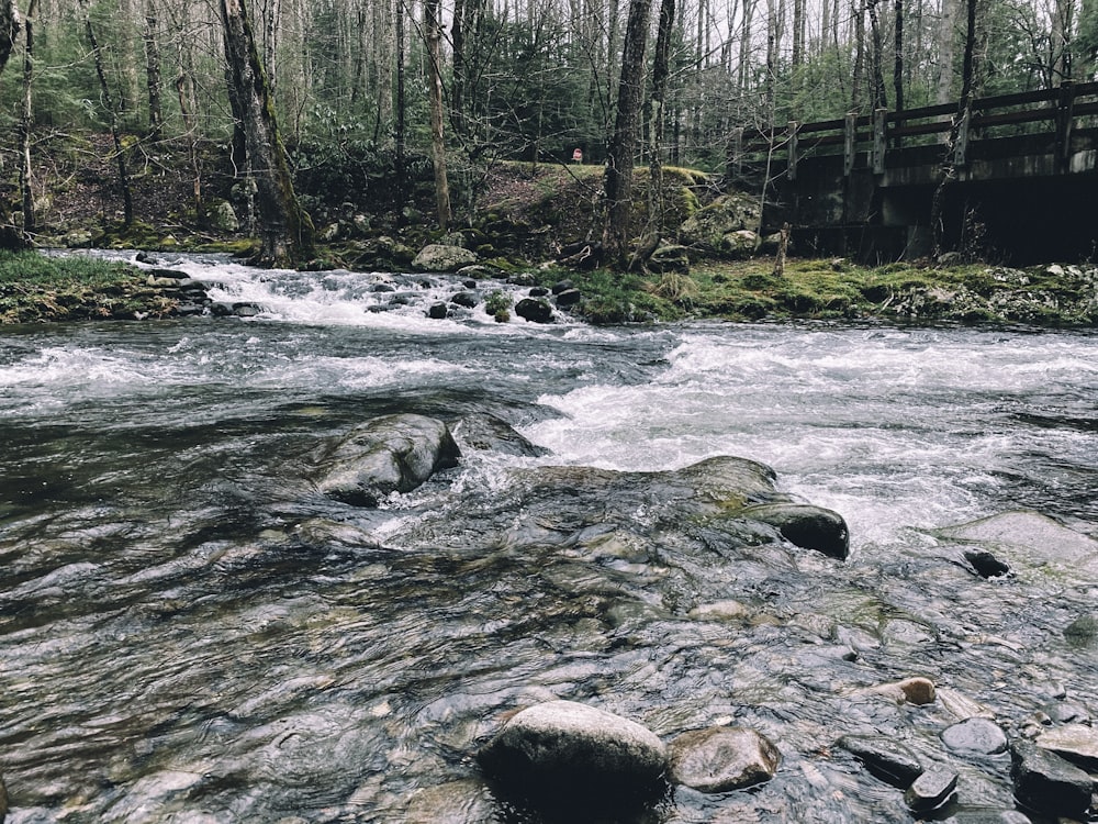 a river running through a forest filled with rocks