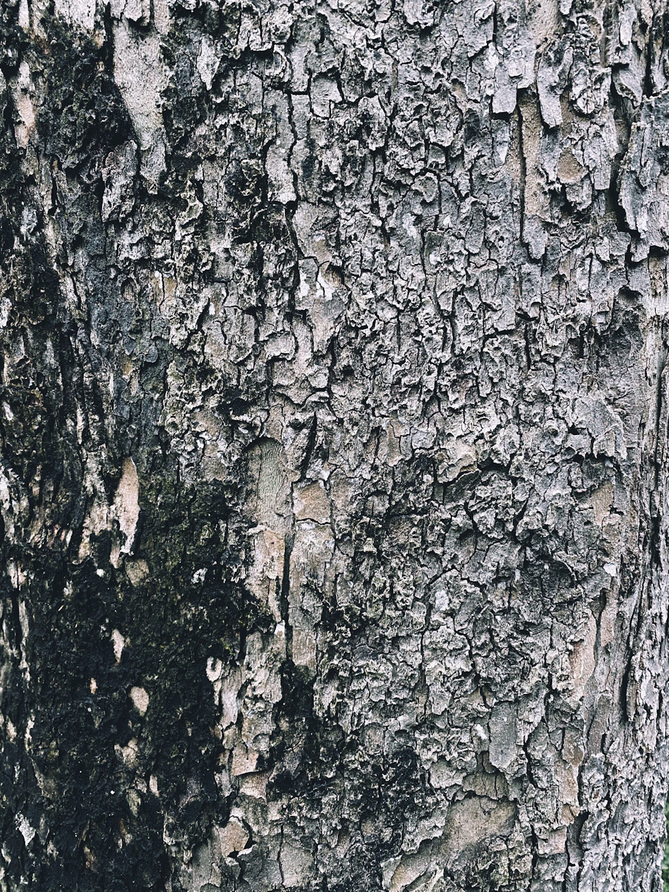 Close-up view of rough-textured tree trunk with moss-covered bark and contrasting colors