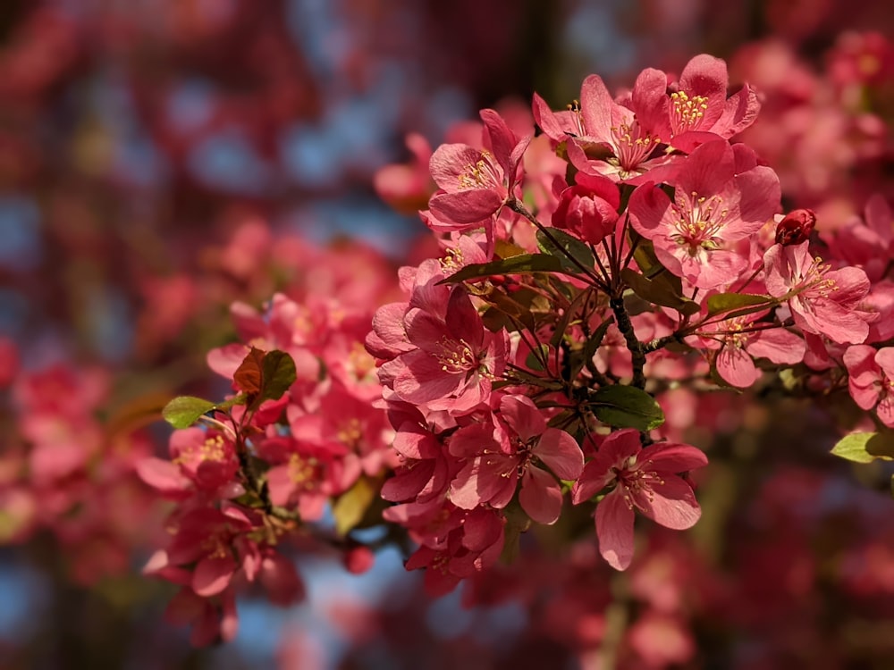 a close up of pink flowers on a tree