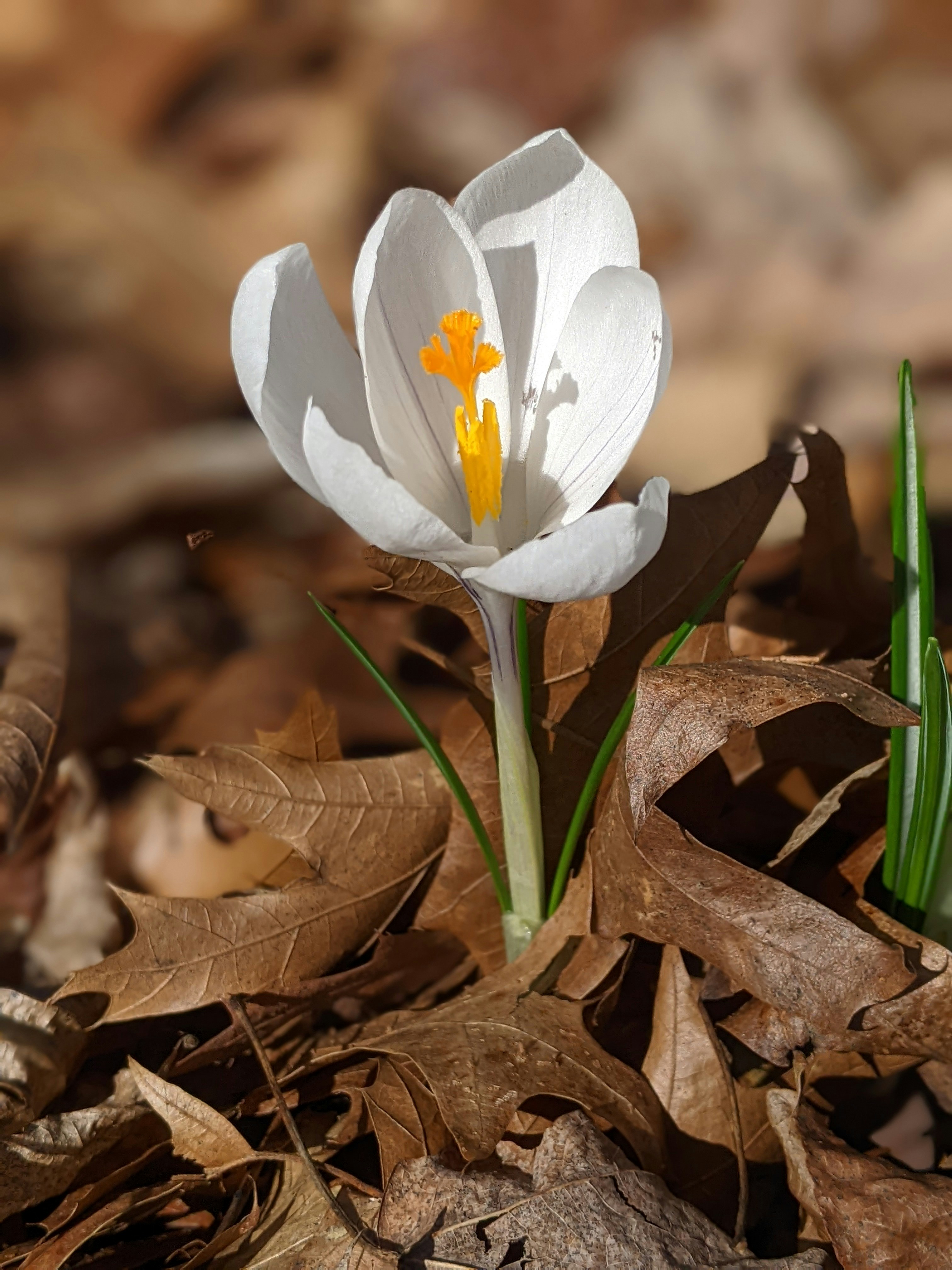 Photo by kaleyobsidia