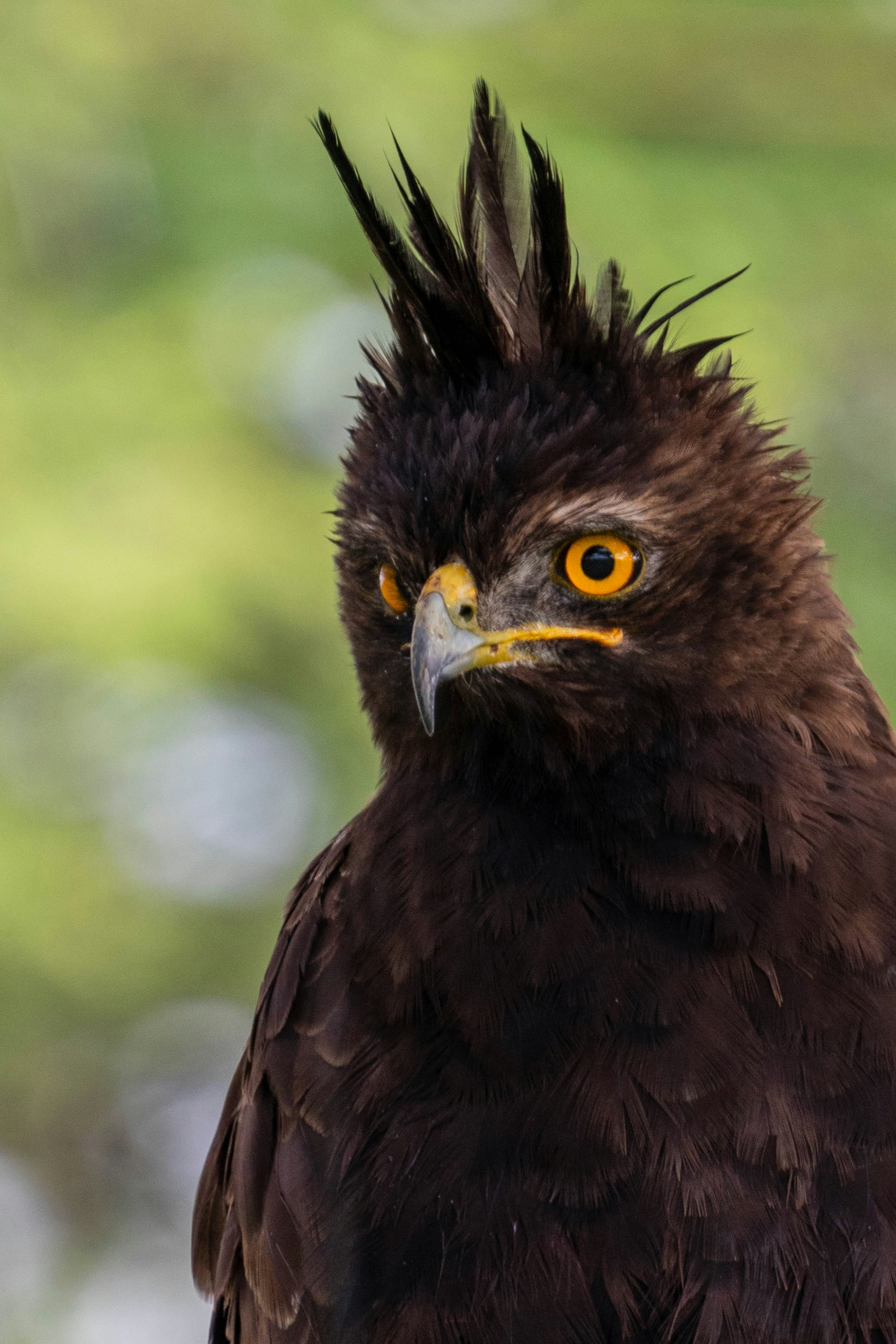 great photo recipe,how to photograph bird looking for prey.