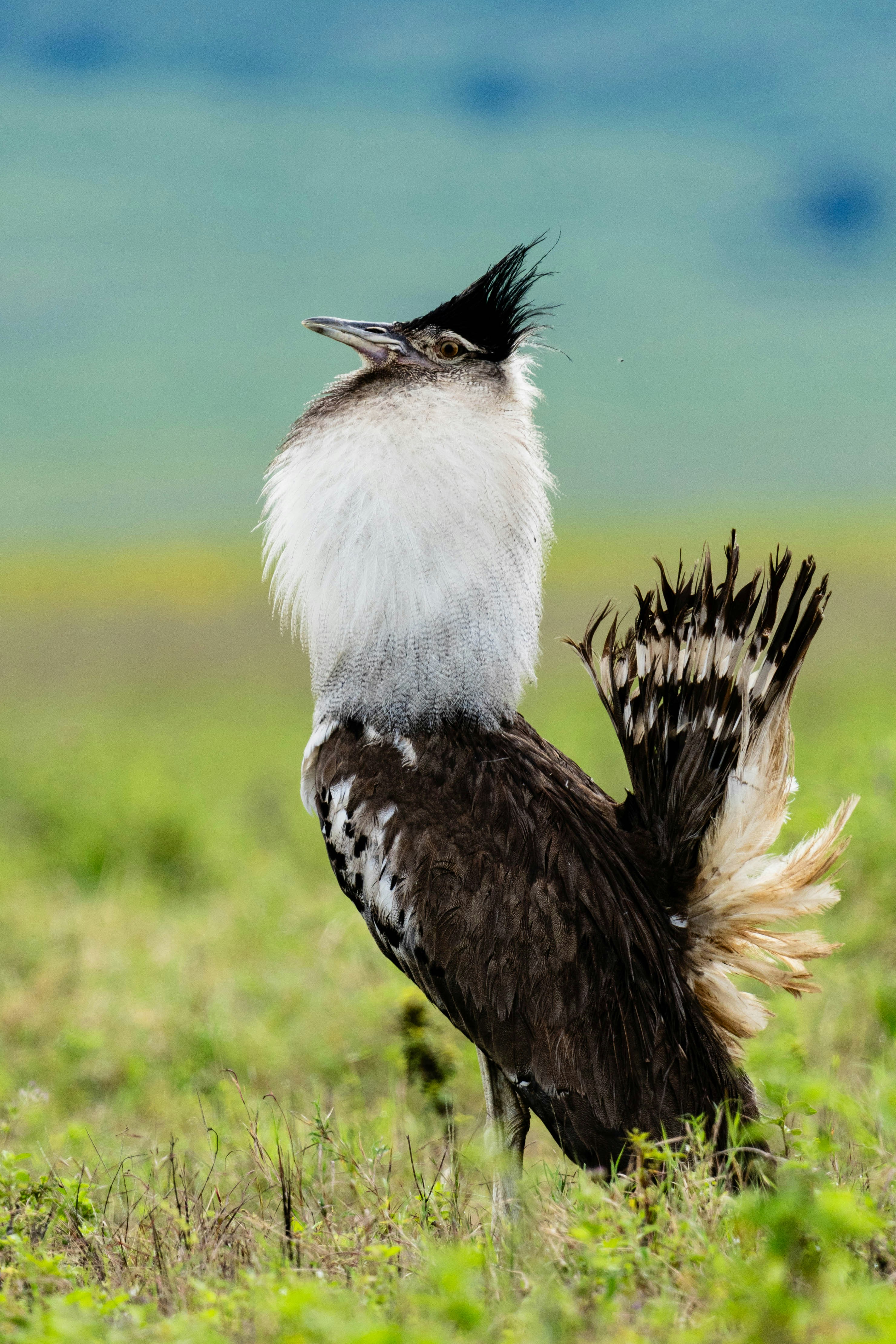 great photo recipe,how to photograph kori bustard ready for the party.
