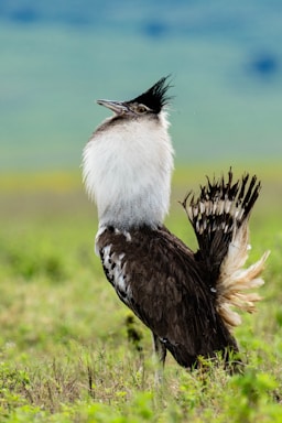 wildlife photography,how to photograph kori bustard ready for the party.