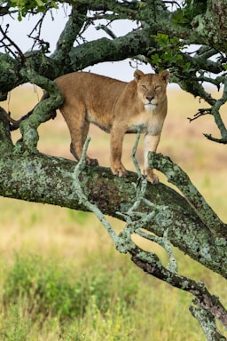 wildlife photography,how to photograph a tree lioness.