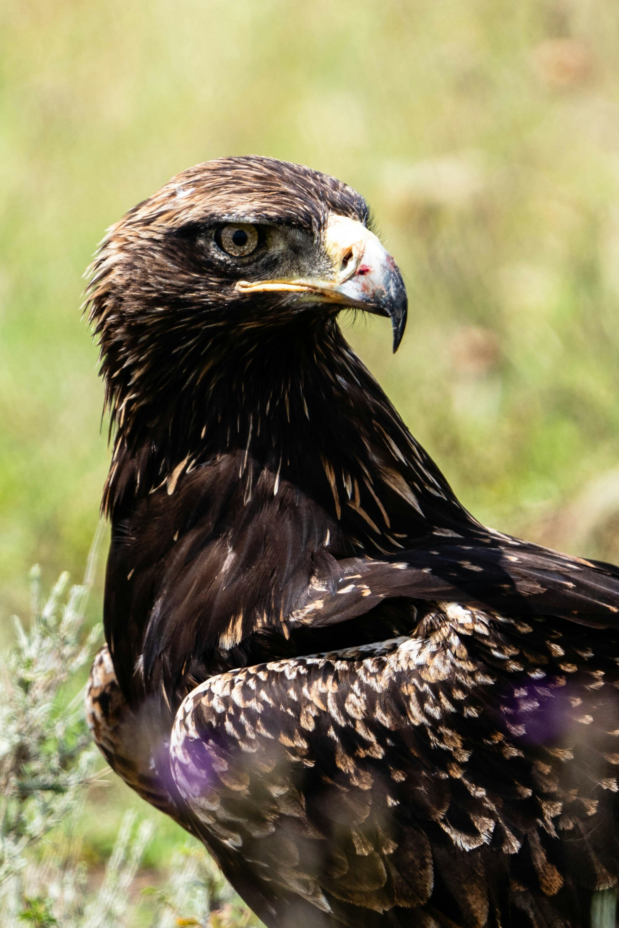 great photo recipe,how to photograph golden african eagle.