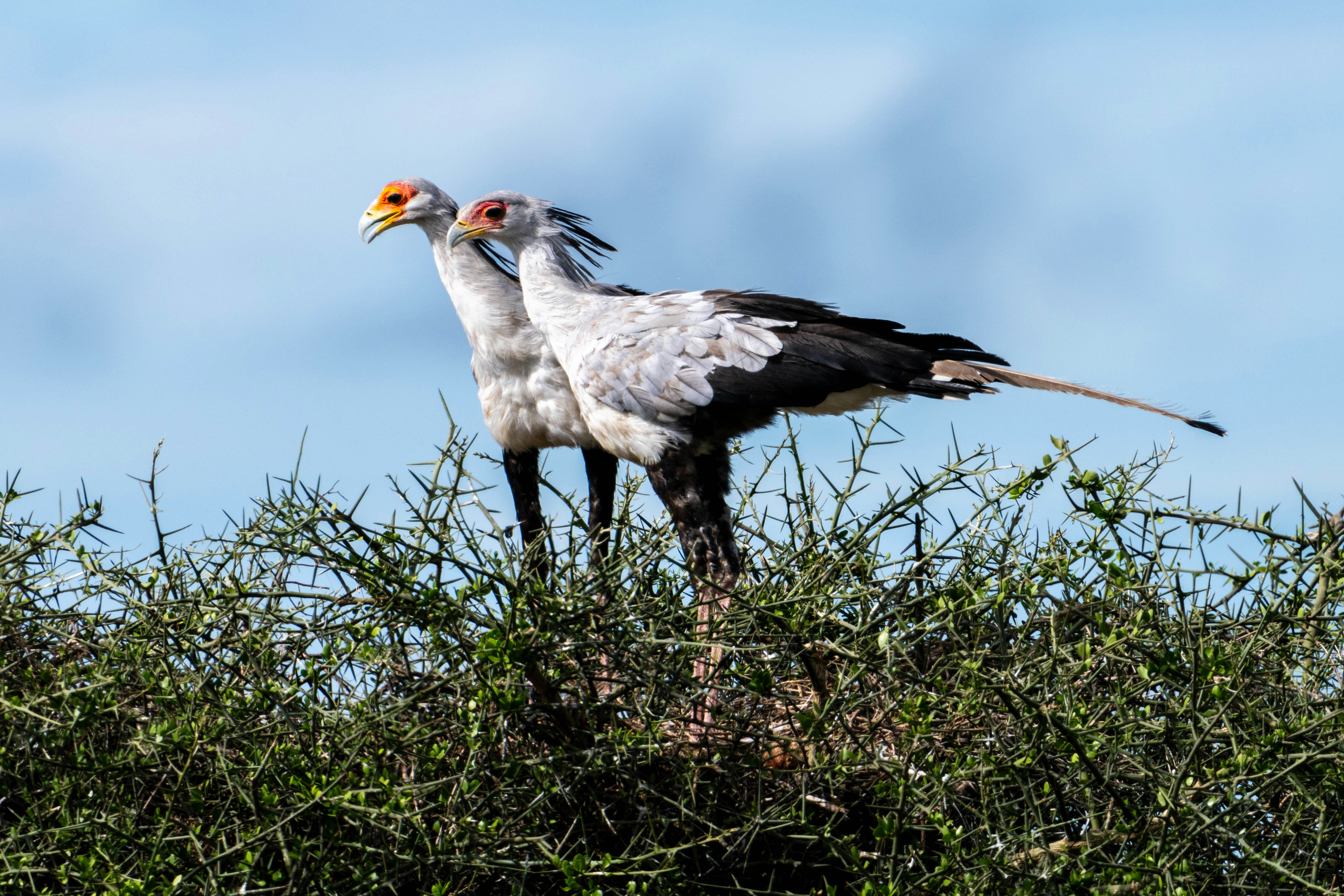 great photo recipe,how to photograph a couple of secretarybirds.