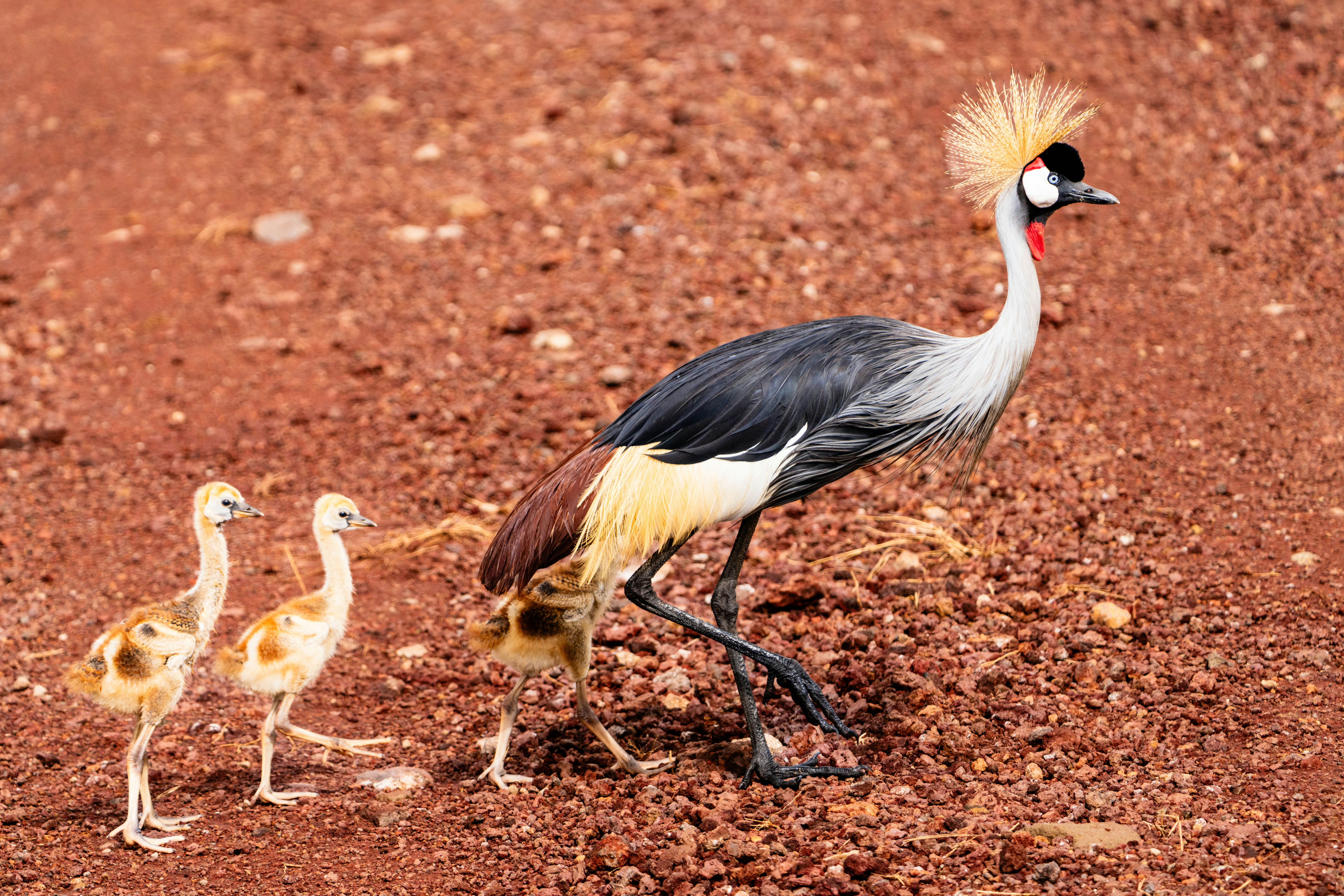 great photo recipe,how to photograph grey crowned crane with three chicks.