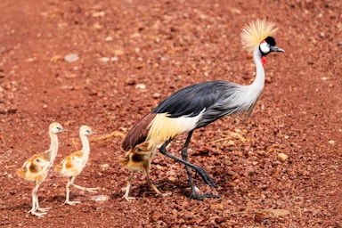 photos by pasha simakov,how to photograph grey crowned crane with three chicks.