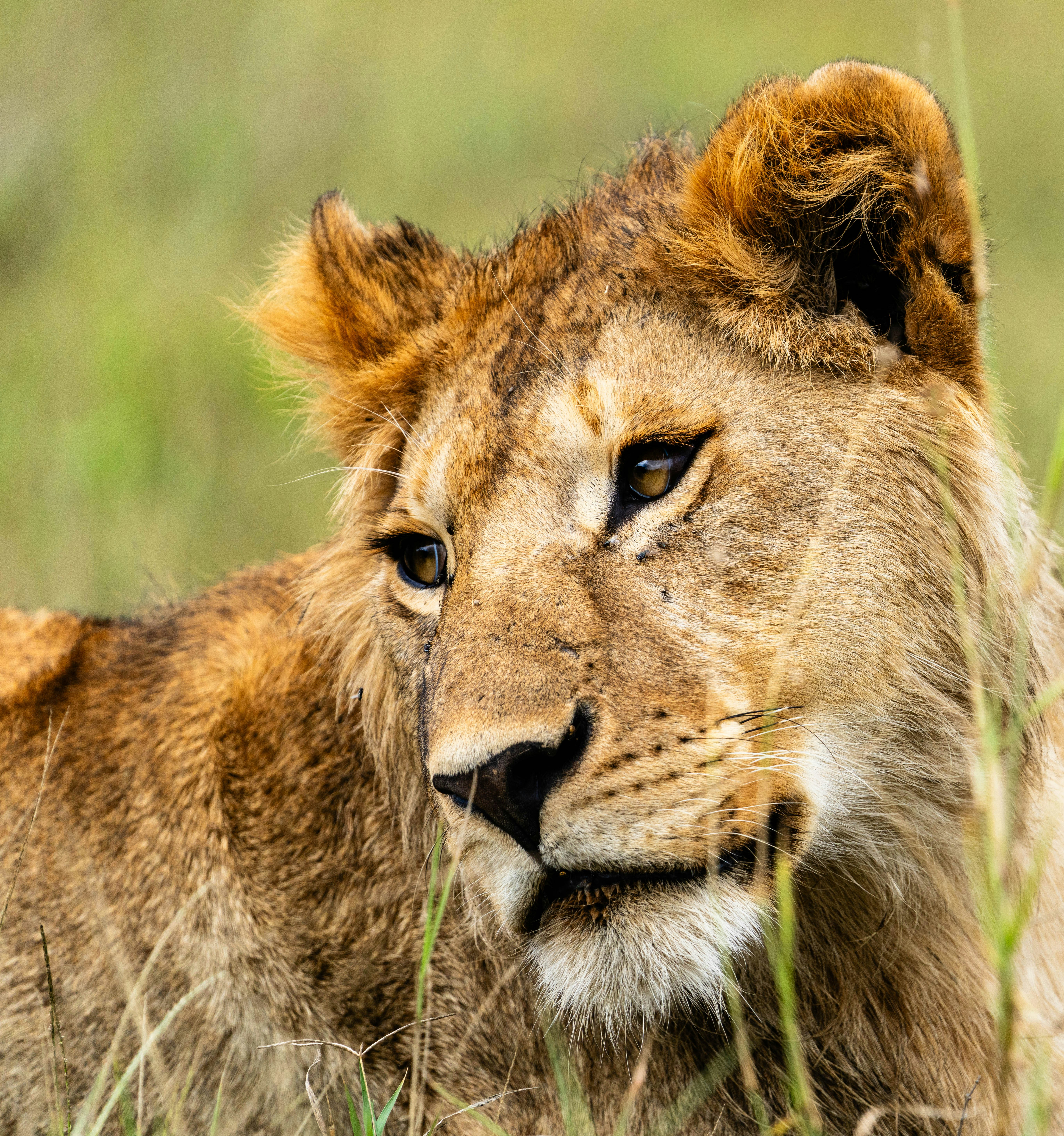 great photo recipe,how to photograph a lioness in the tall grass.